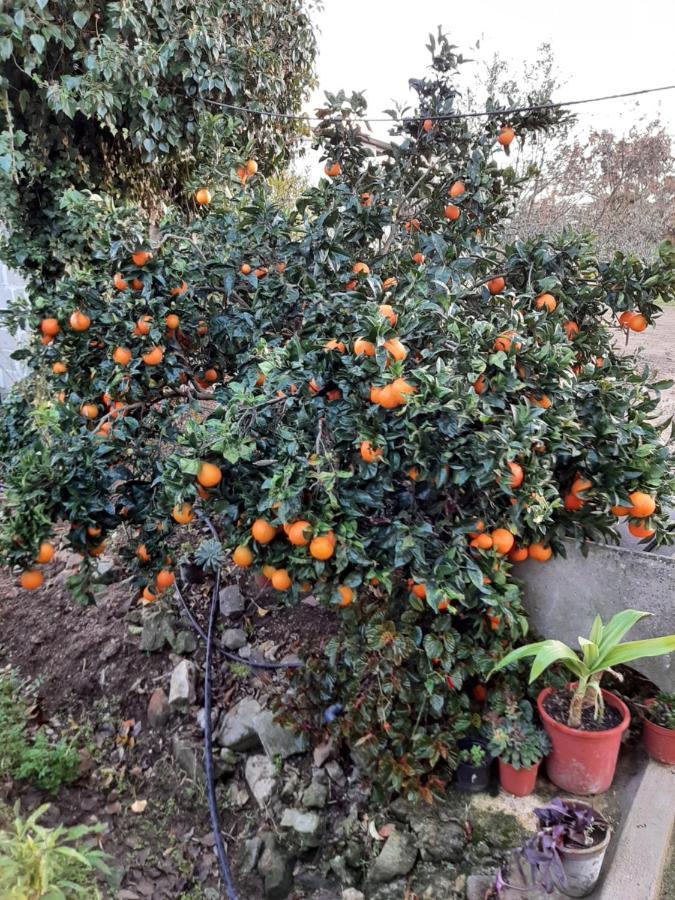 מלון Grândola Quinta Do Pinheiro מראה חיצוני תמונה